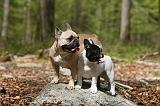 BOULEDOGUE FRANCAIS 1061